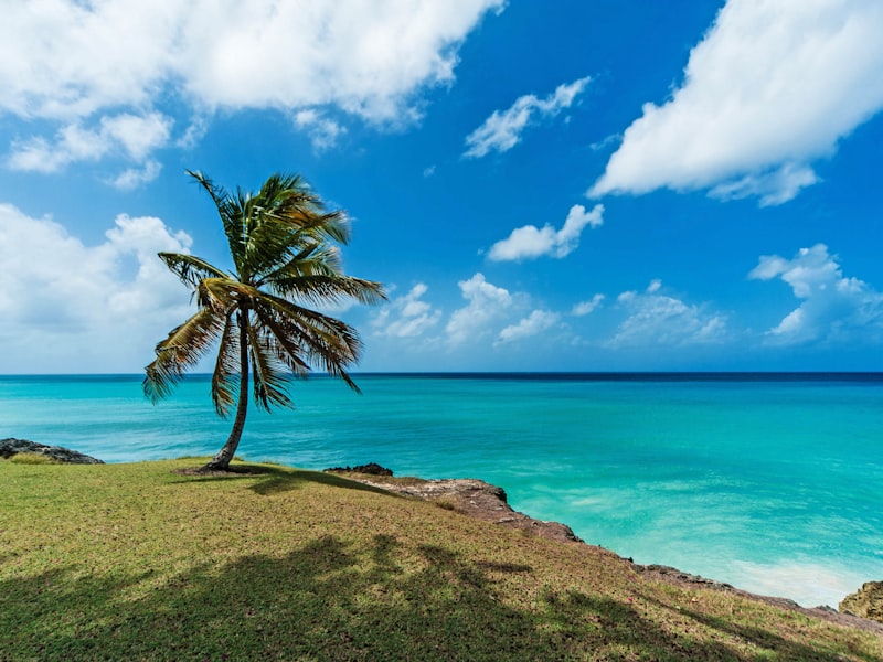 A palm tree above turquoise water on the Barbados coast