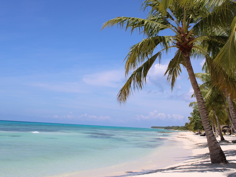 A palm tree over a beach in the Dominican Republic